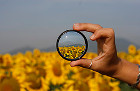 girasoles