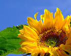 girasol